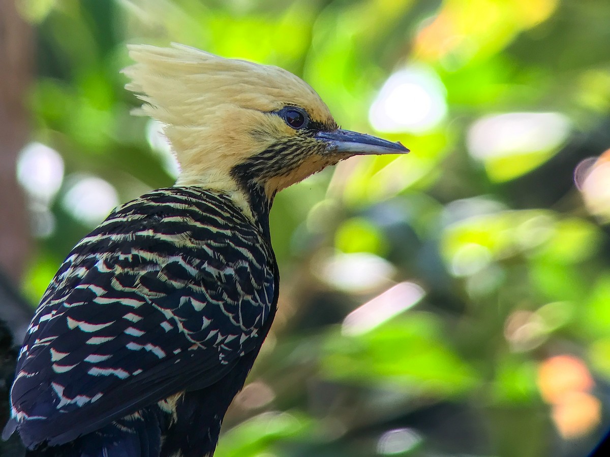 Blond-crested Woodpecker - ML645497939