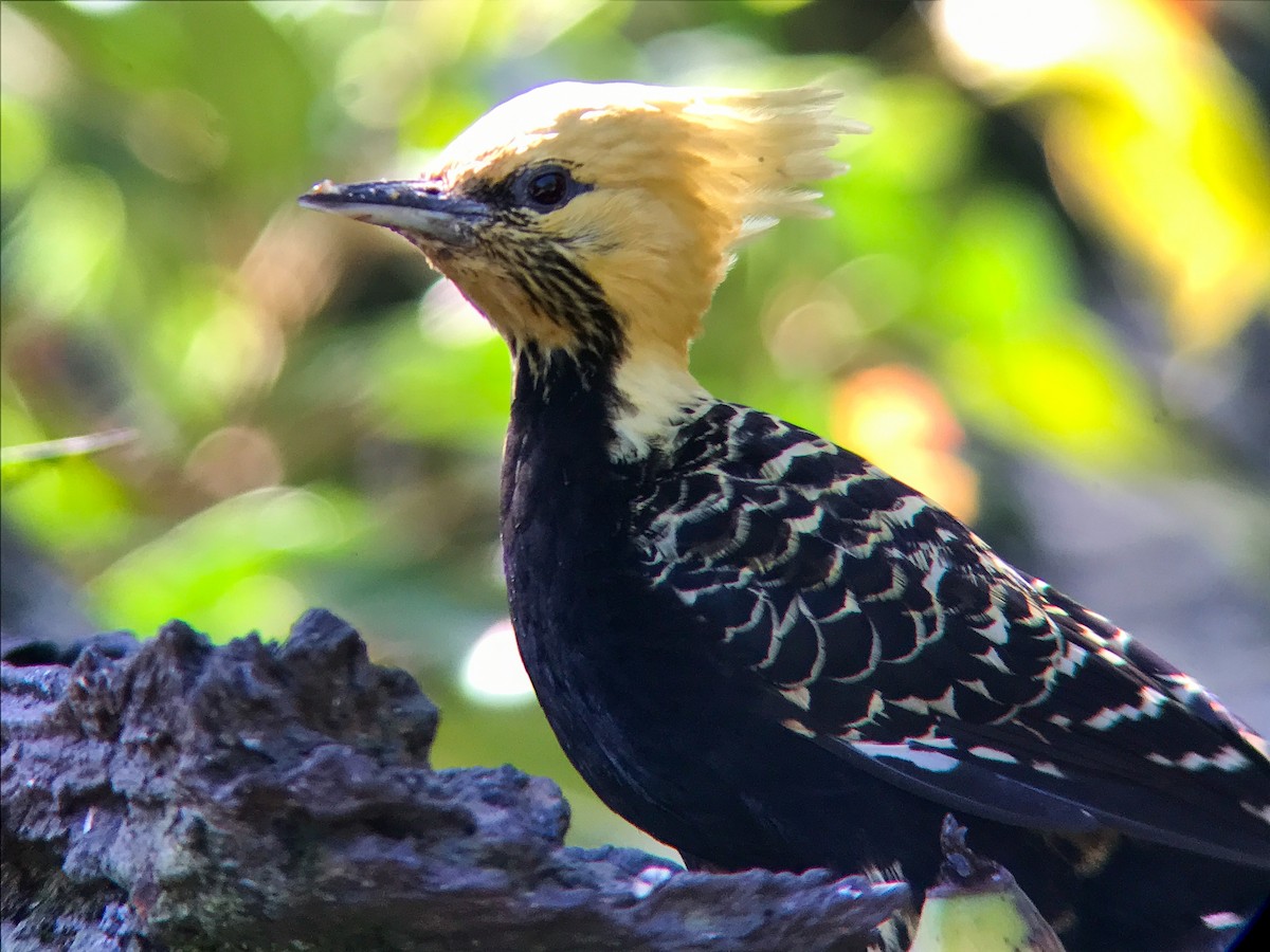Blond-crested Woodpecker - ML645497940