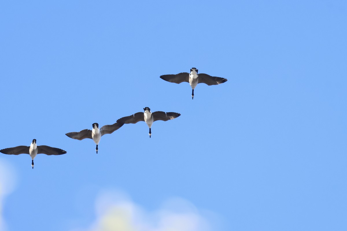 Canada Goose - ML645497956