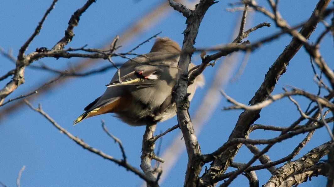 Bohemian Waxwing - ML645497971