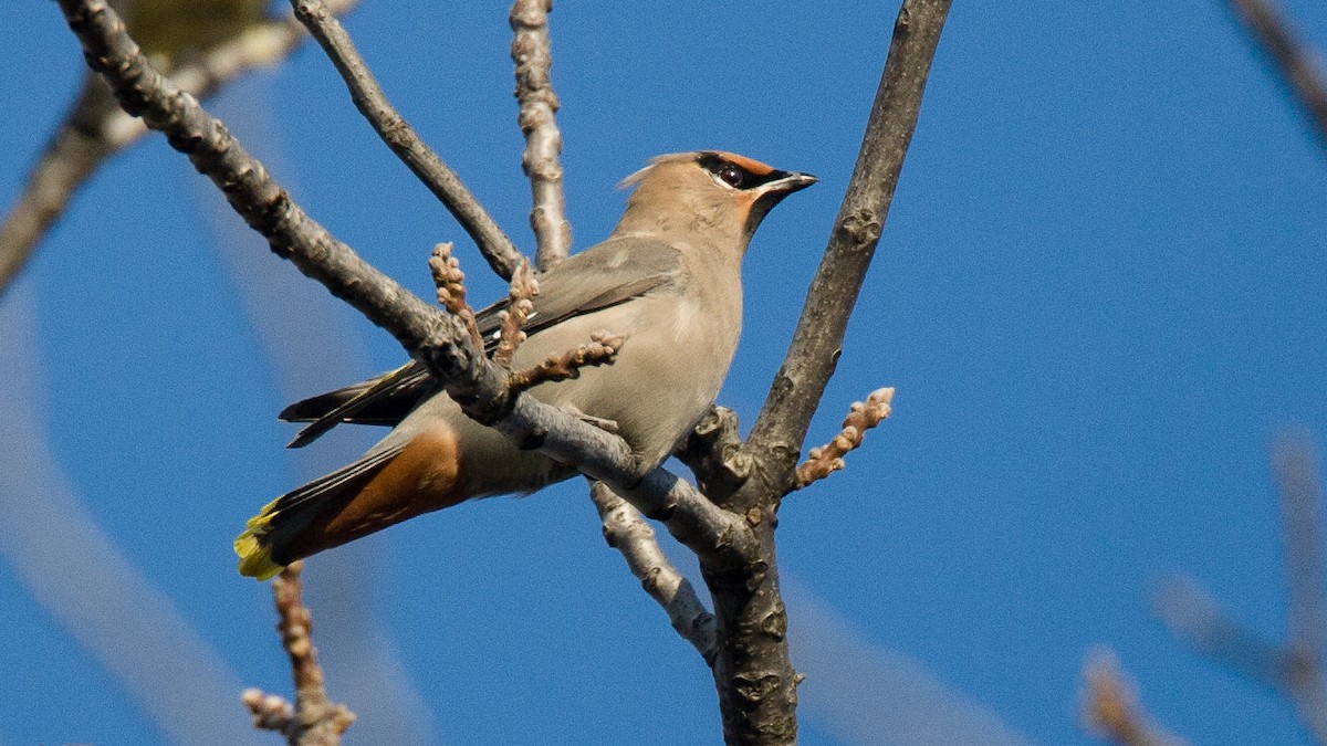 Bohemian Waxwing - ML645497972