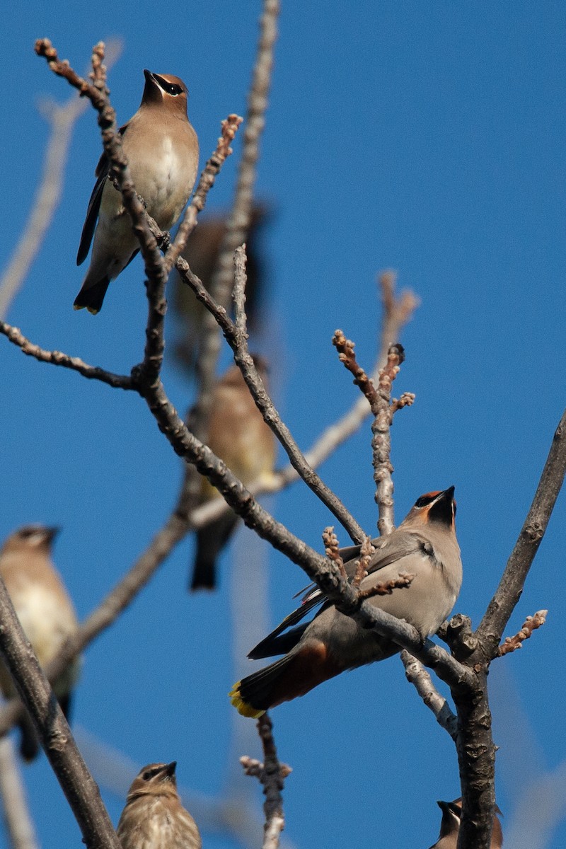 Bohemian Waxwing - ML645497973