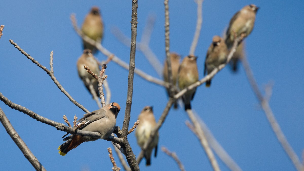 Bohemian Waxwing - ML645497974