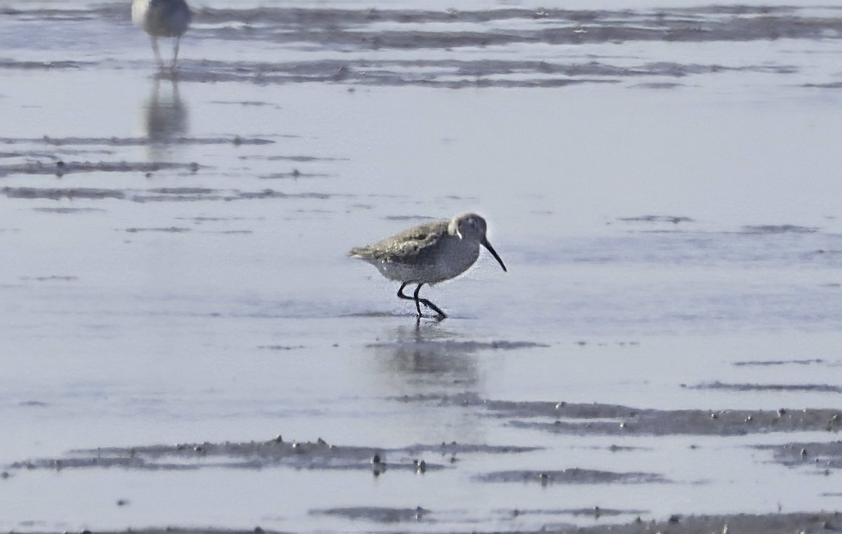 Dunlin - ML645497983