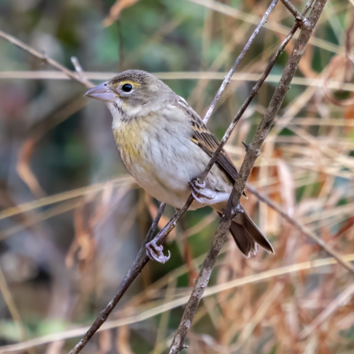 Dickcissel - ML645497985