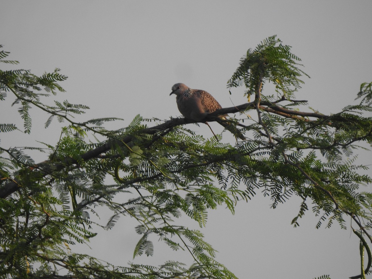 Tórtola Moteada - ML645497990