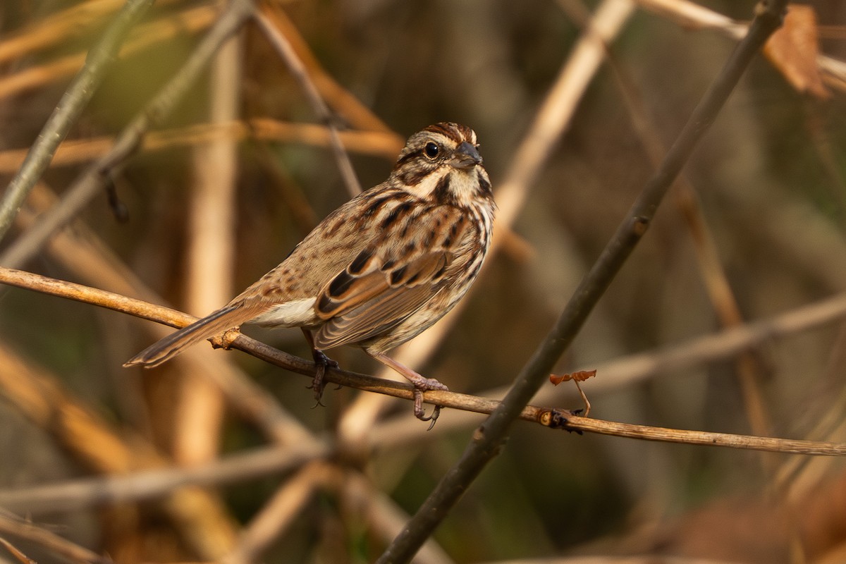 Song Sparrow - ML645497995