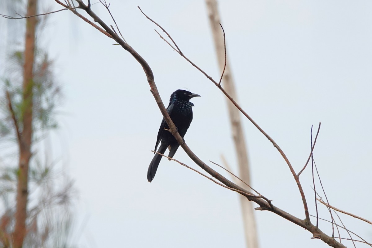 Hair-crested Drongo - ML645497996
