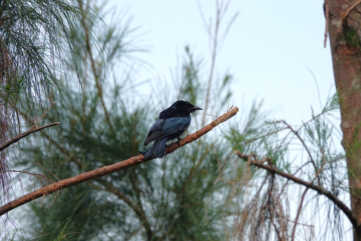 Hair-crested Drongo - ML645497997