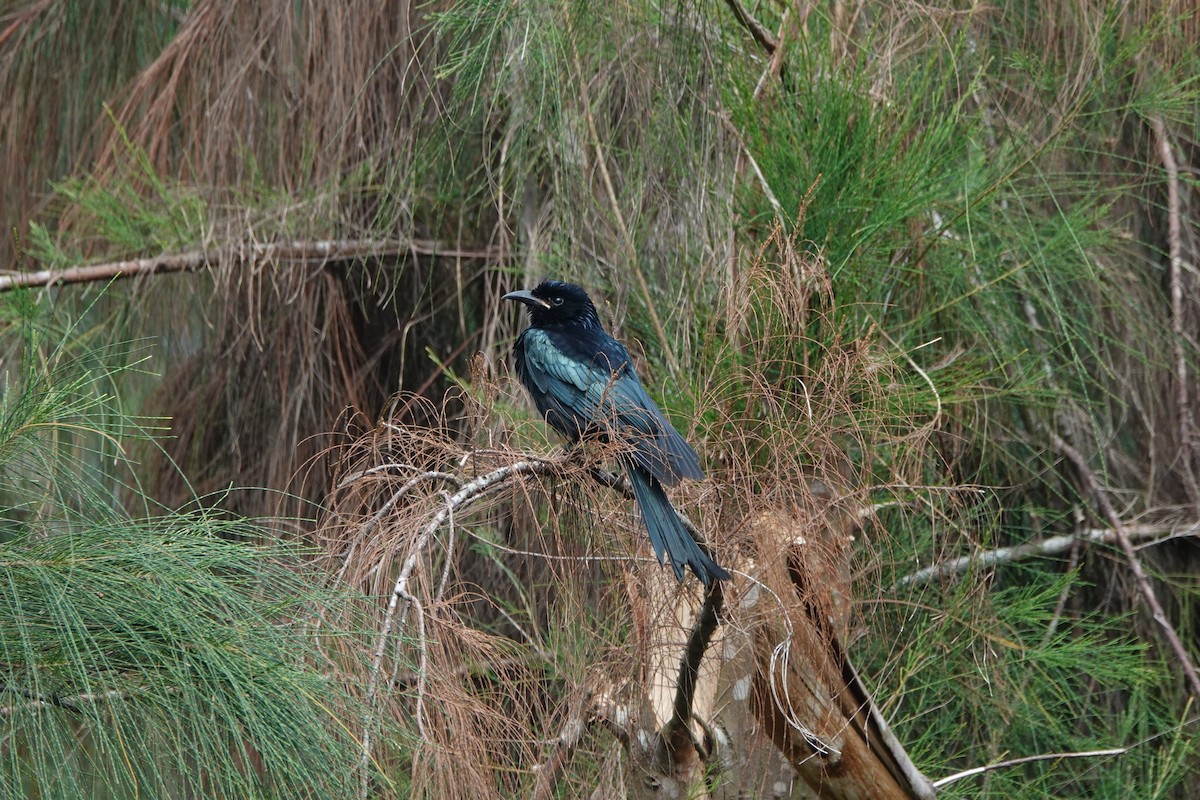 Hair-crested Drongo - ML645497998