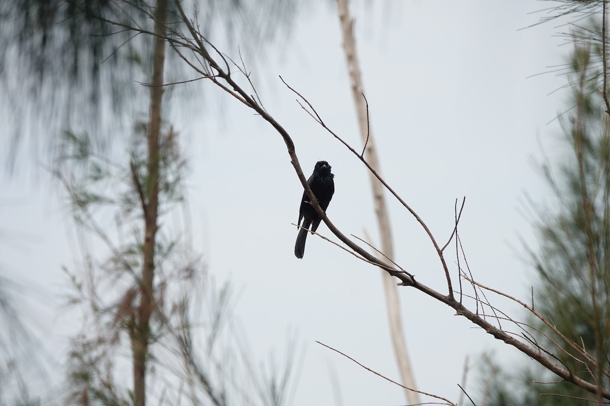 Hair-crested Drongo - ML645497999