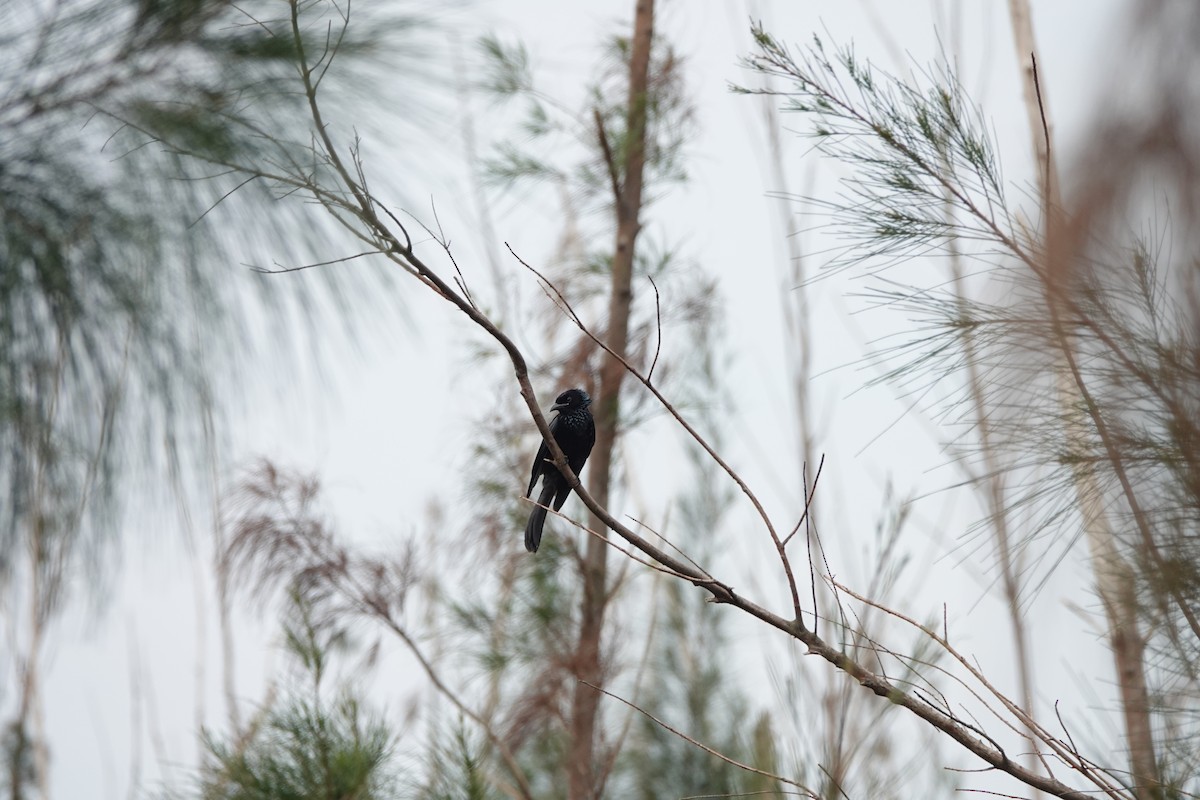 Hair-crested Drongo - ML645498000