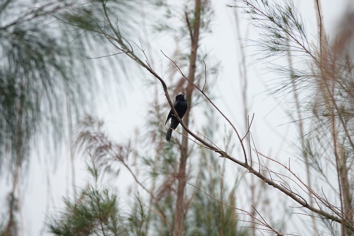 Hair-crested Drongo - ML645498001