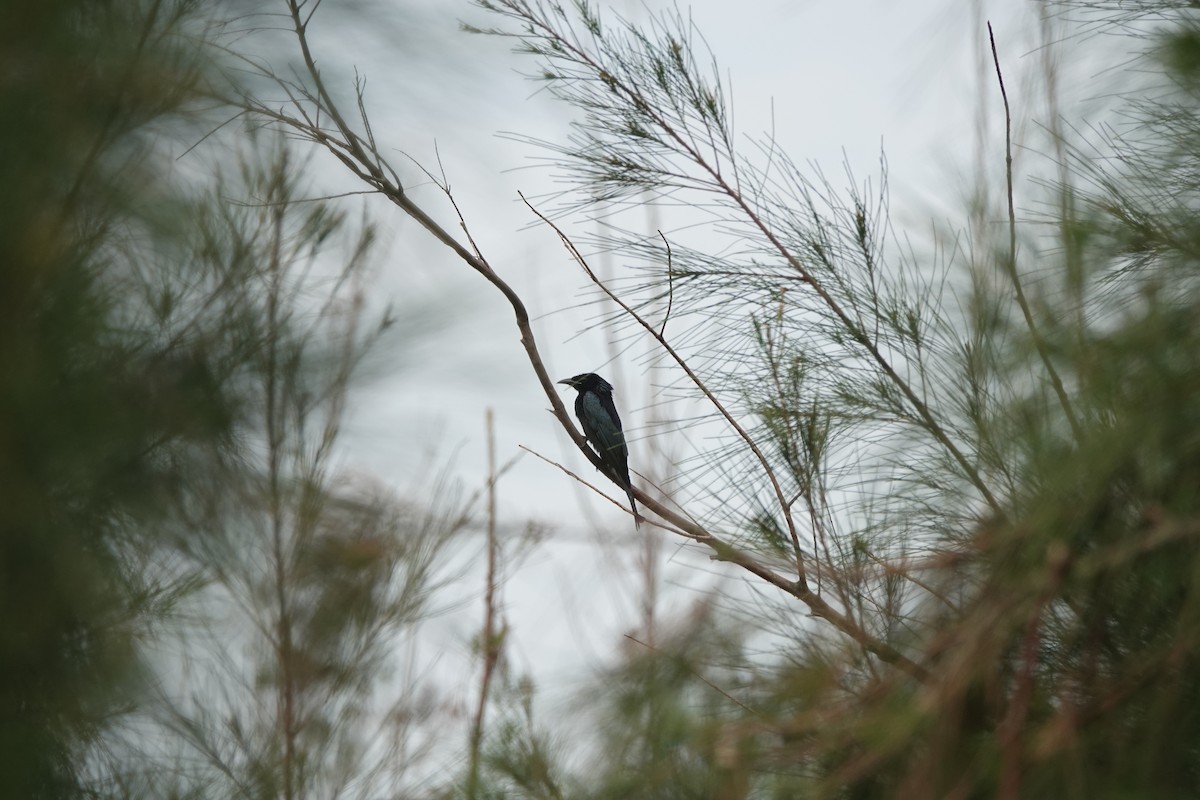 Hair-crested Drongo - ML645498002