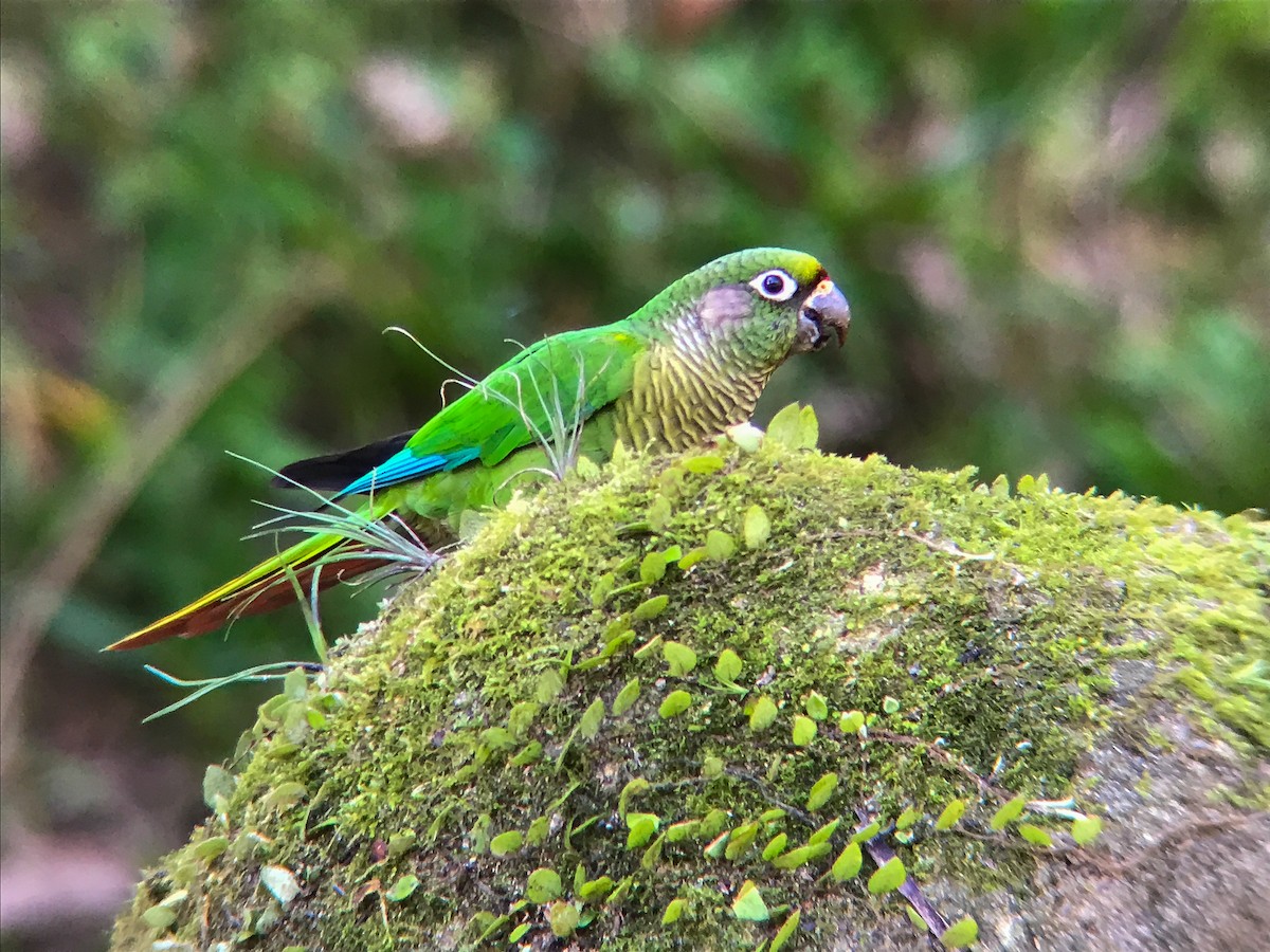 Maroon-bellied Parakeet (Maroon-tailed) - ML645498003