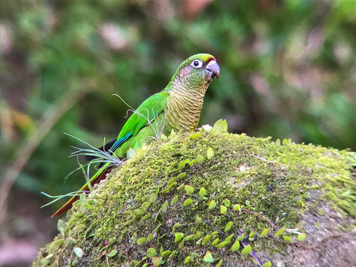 Maroon-bellied Parakeet (Maroon-tailed) - ML645498004