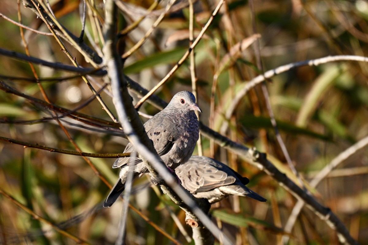 Common Ground Dove - ML645498005