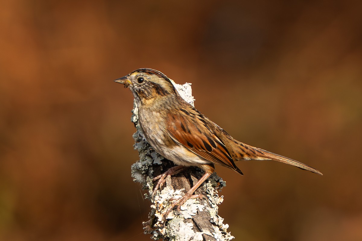 Swamp Sparrow - ML645498006
