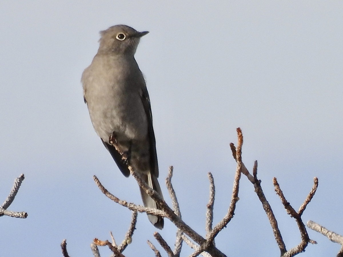 Townsend's Solitaire - ML645498007