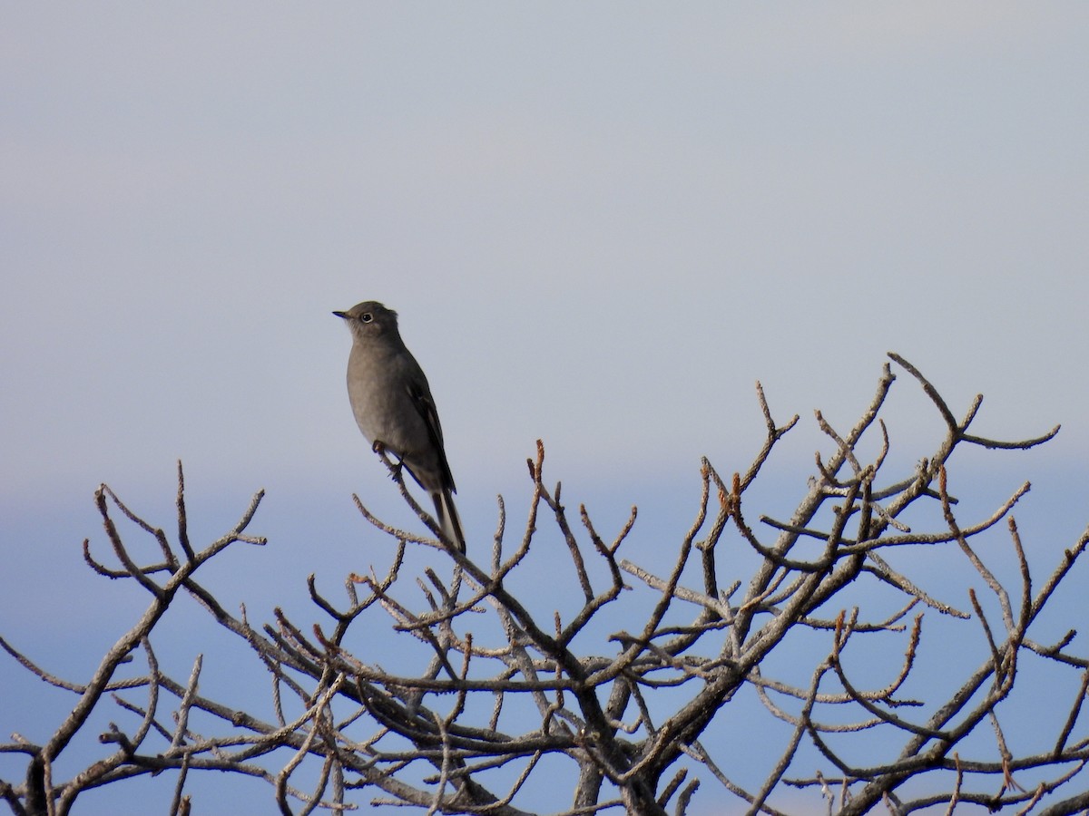 Townsend's Solitaire - ML645498008