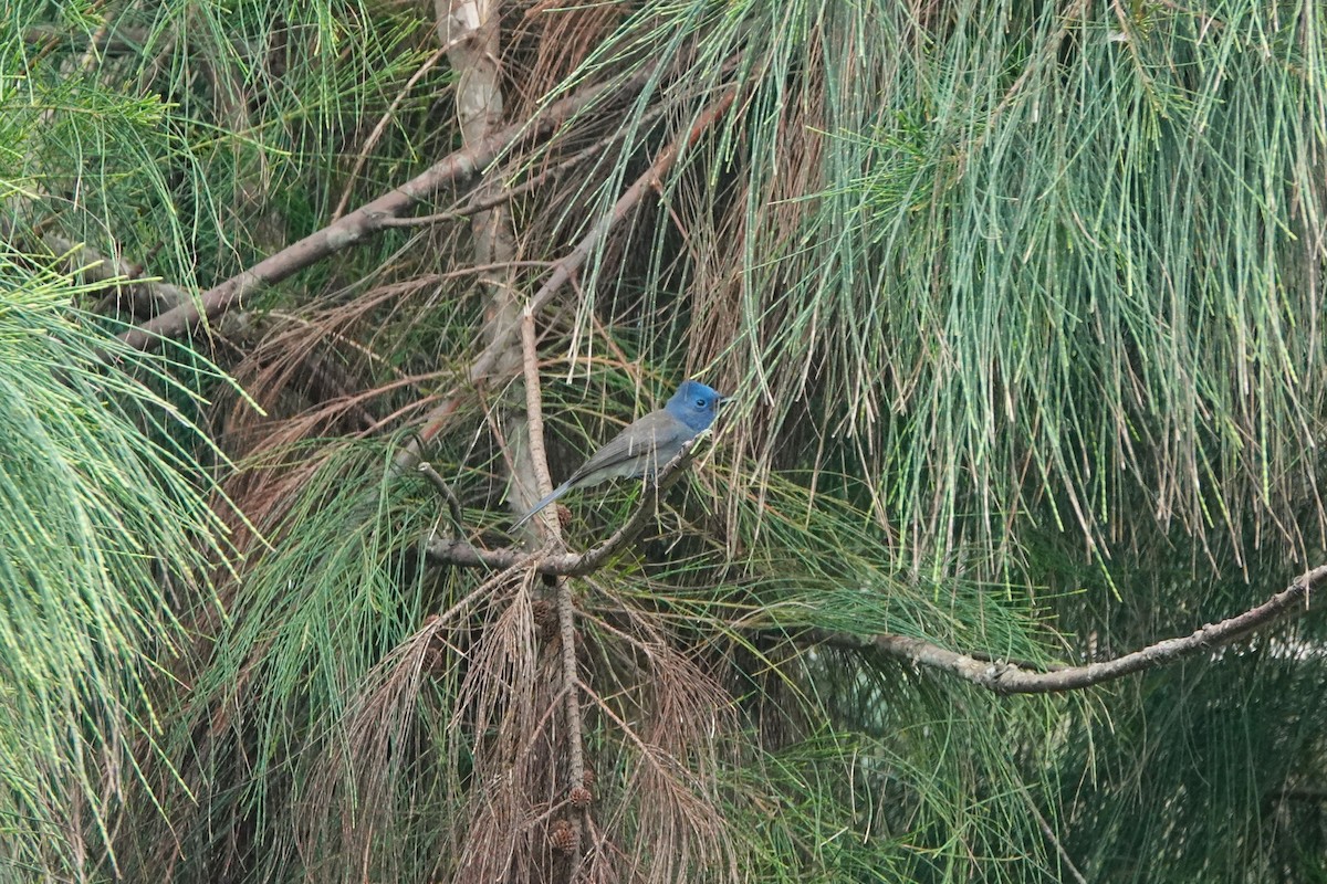 Black-naped Monarch - ML645498009