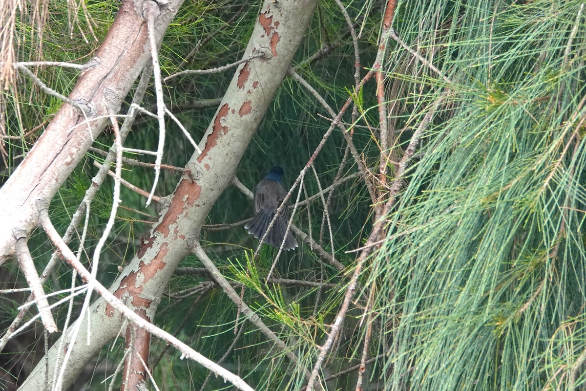Black-naped Monarch - ML645498010