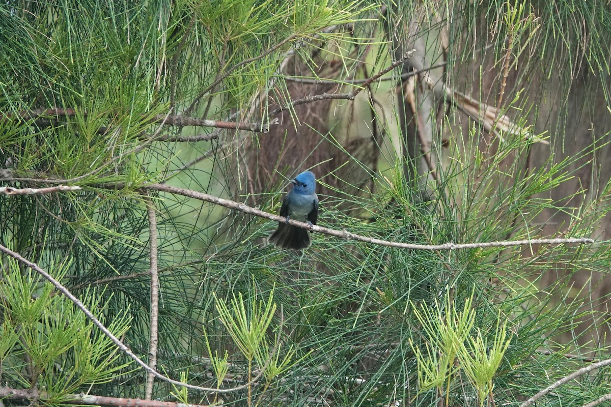 Black-naped Monarch - ML645498011