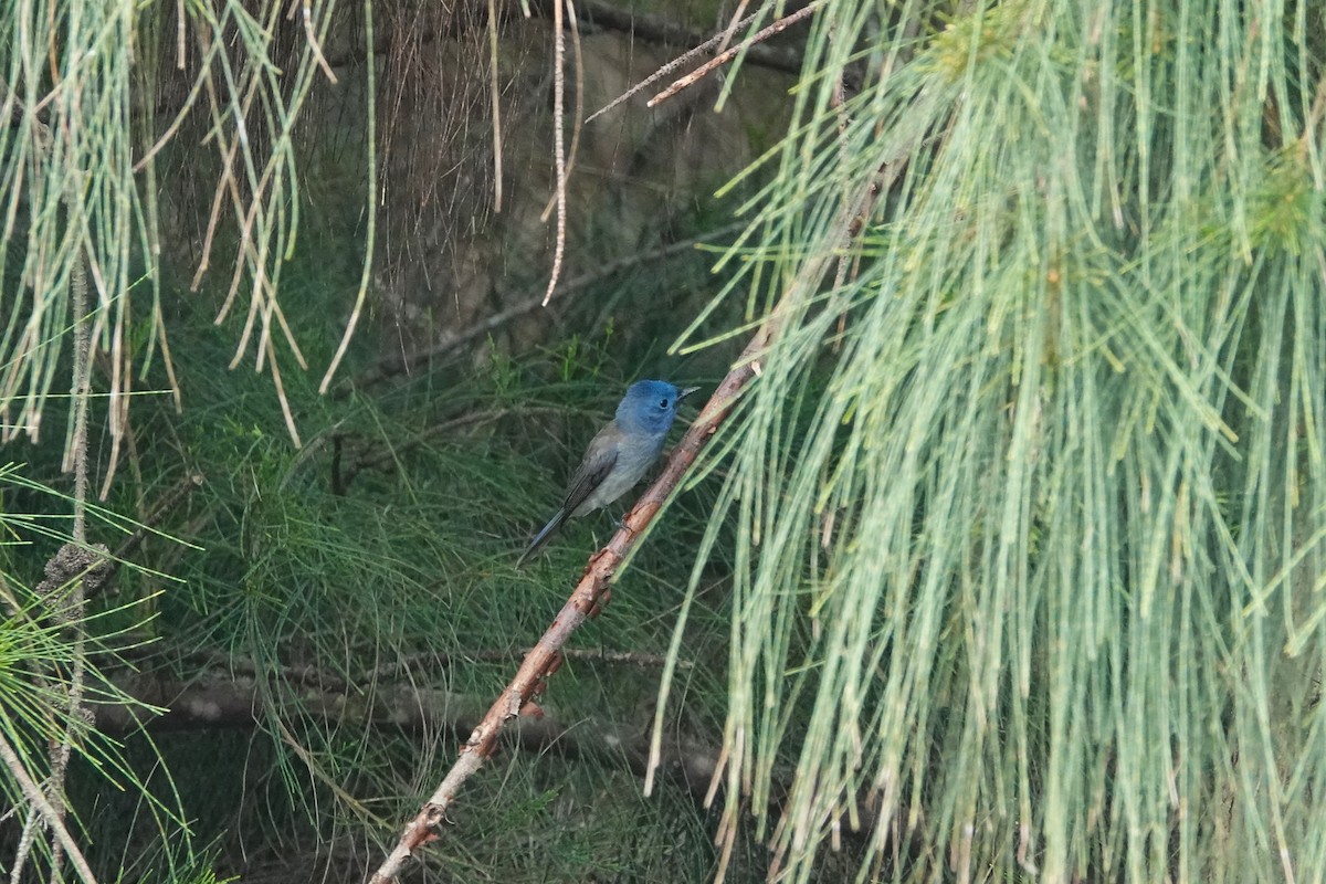Black-naped Monarch - ML645498012