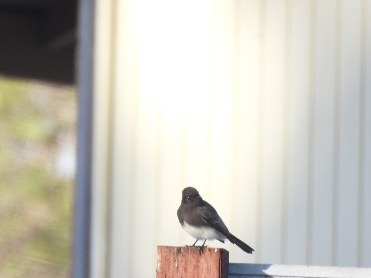 California Towhee - ML645498014