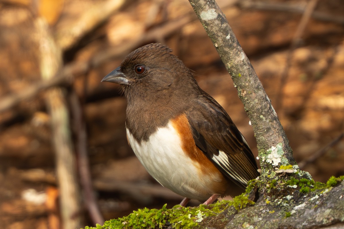 Eastern Towhee - ML645498024