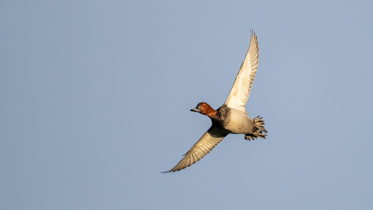 Common Pochard - ML645498026