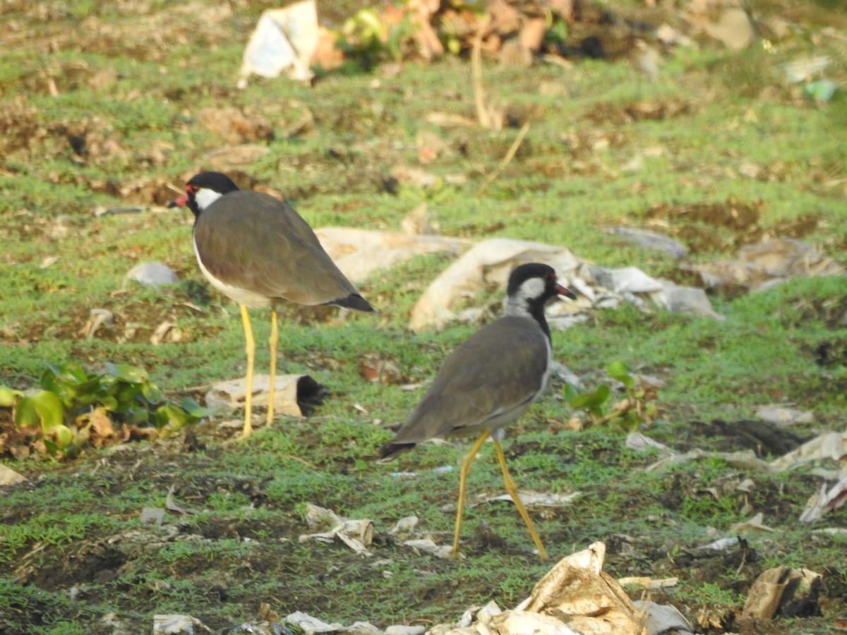 Red-wattled Lapwing - ML645498027