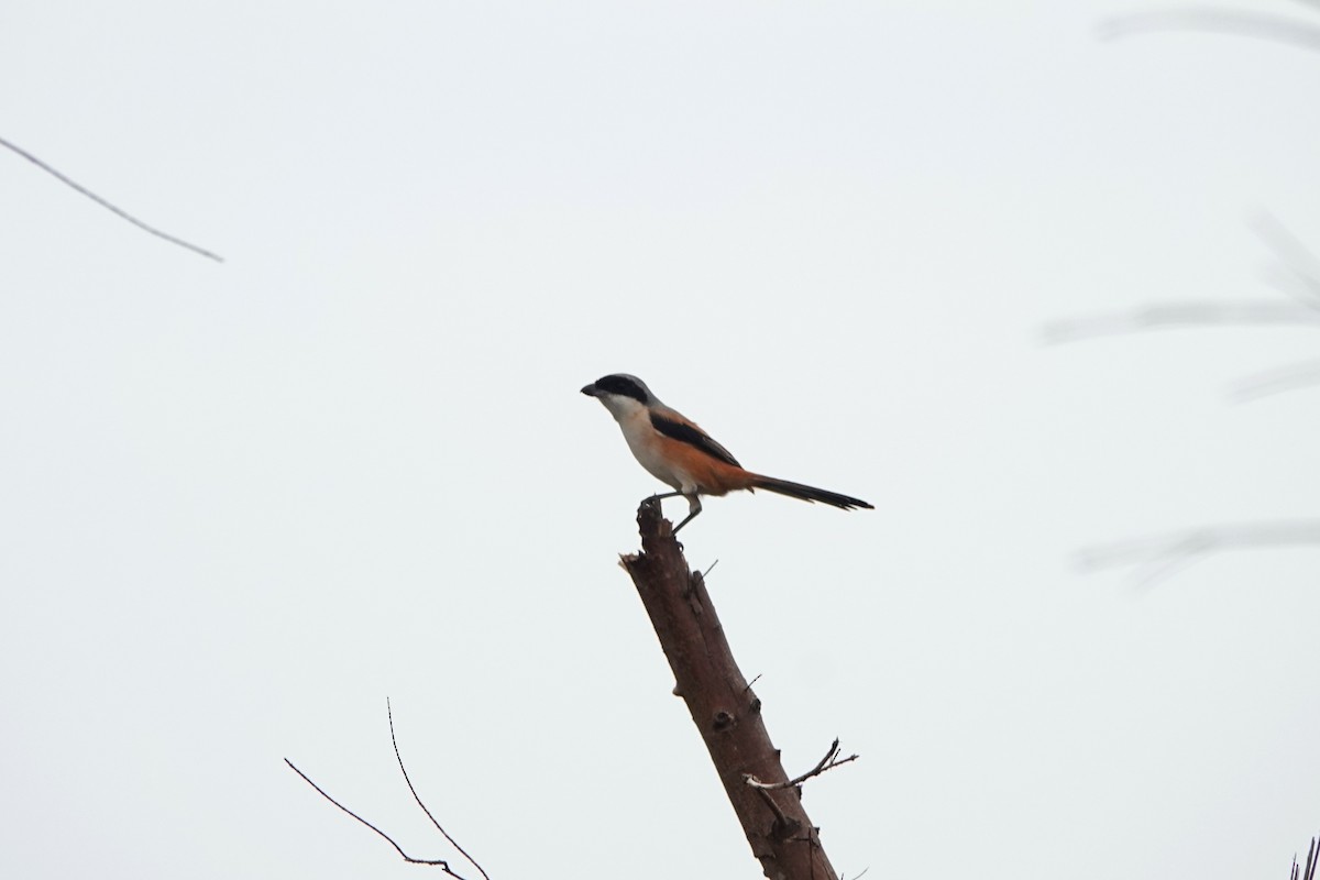 Long-tailed Shrike - ML645498028