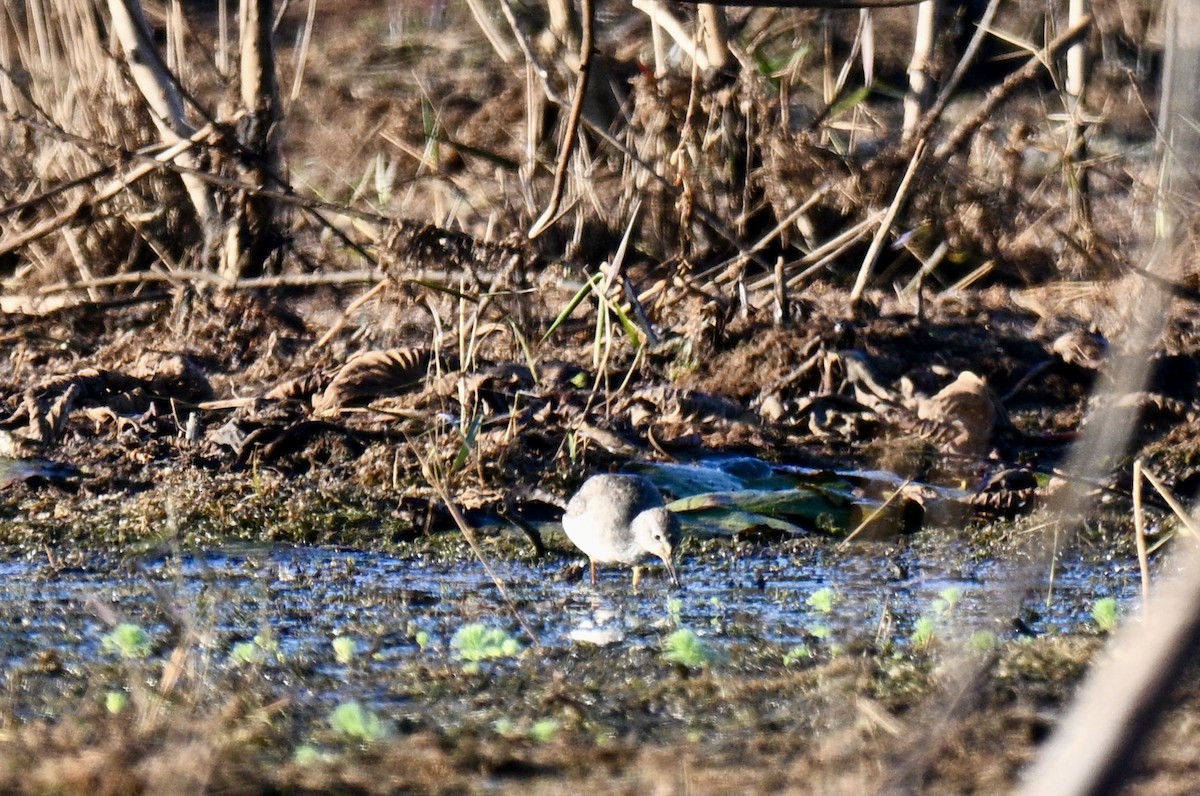 Lesser/Greater Yellowlegs - ML645498029