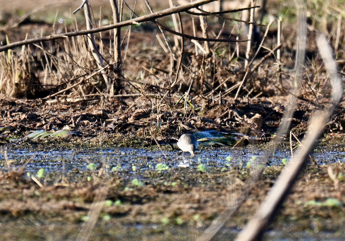 Lesser/Greater Yellowlegs - ML645498030