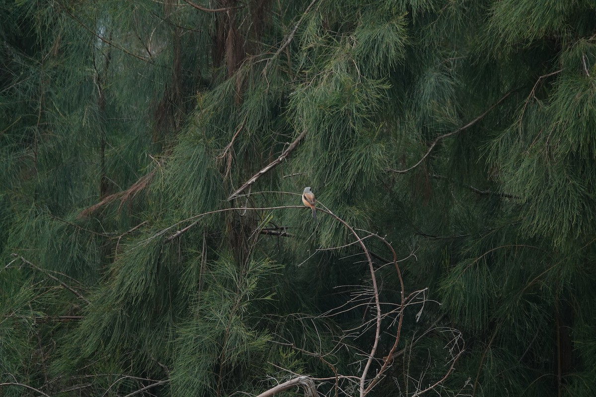 Long-tailed Shrike - ML645498031