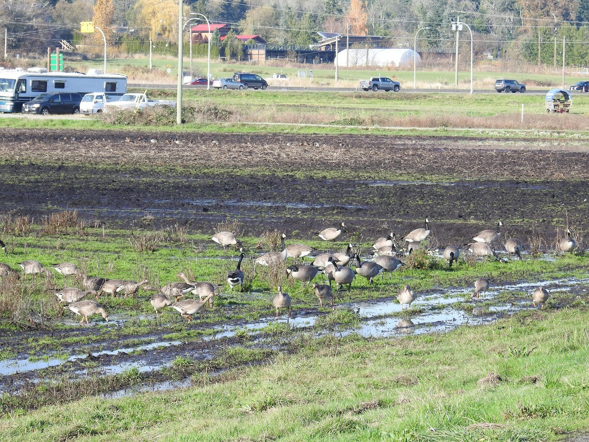 Greater White-fronted Goose - ML645498032