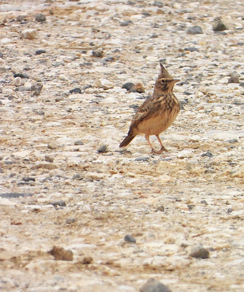 Cappellaccia - ML645498037