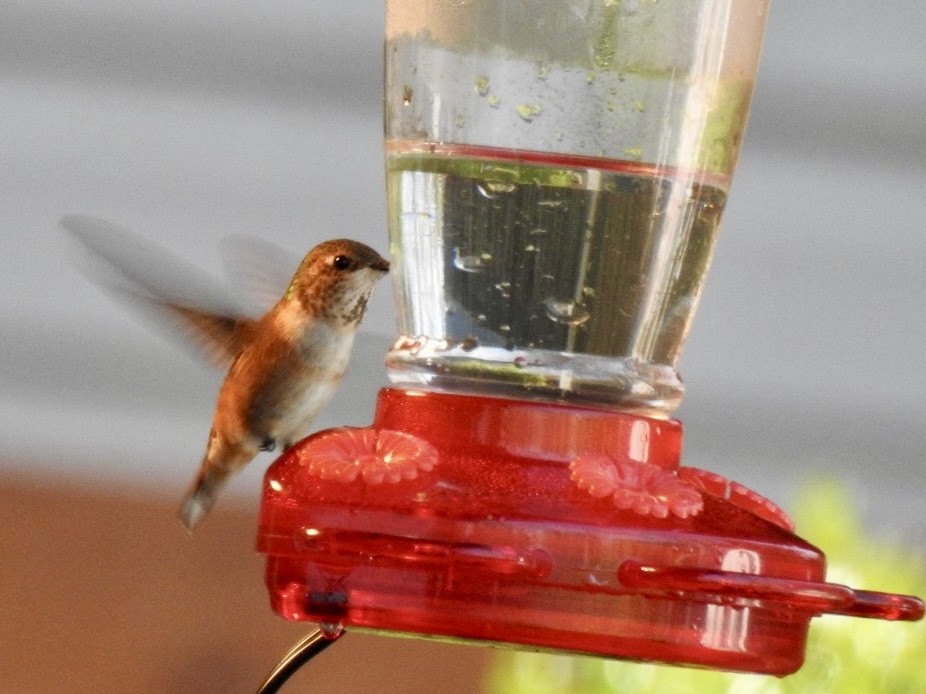 Rufous Hummingbird - ML645498041
