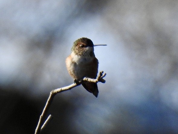 Rufous Hummingbird - ML645498042