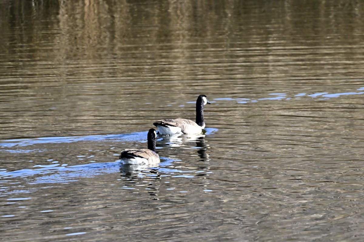 Canada Goose - ML645498045