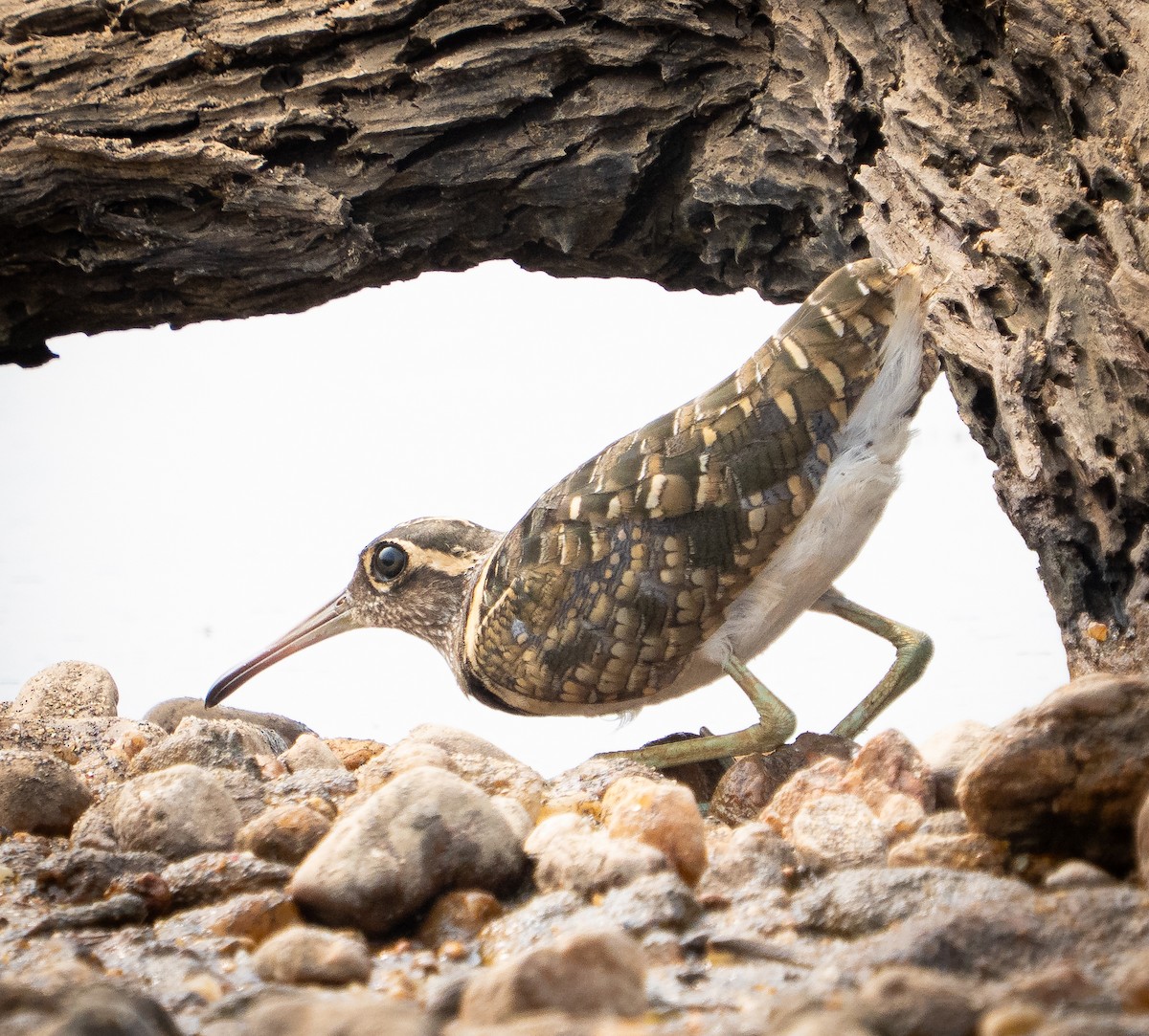 Greater Painted-Snipe - ML645498050