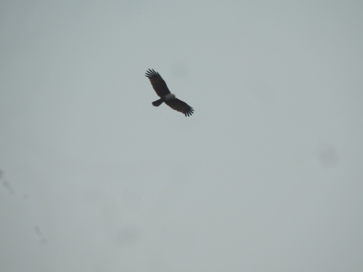 Milano Brahmán - ML645498051