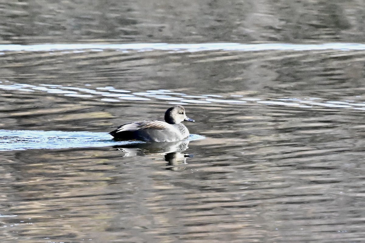 オカヨシガモ - ML645498062