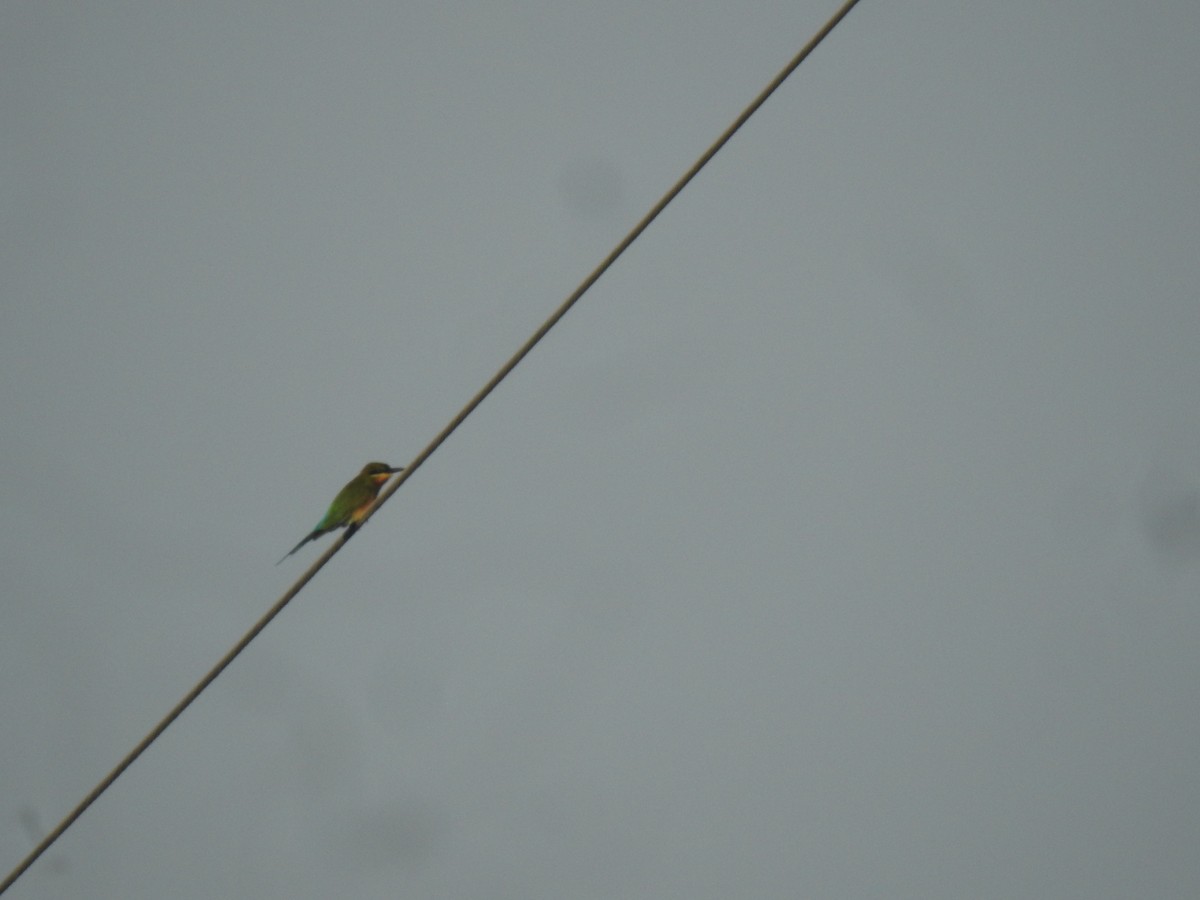 Abejaruco Coliazul - ML645498063