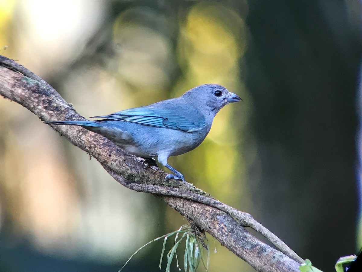 Sayaca Tanager - ML645498064