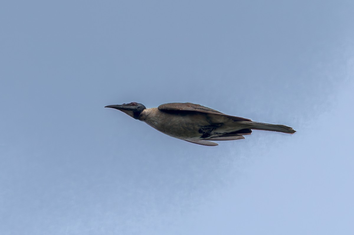 Noisy Friarbird - ML645498071