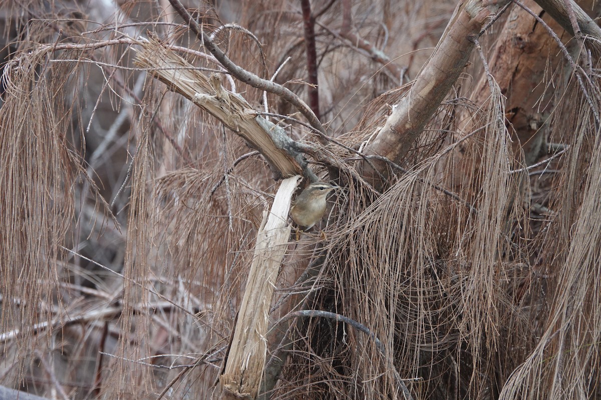Dusky Warbler - ML645498072