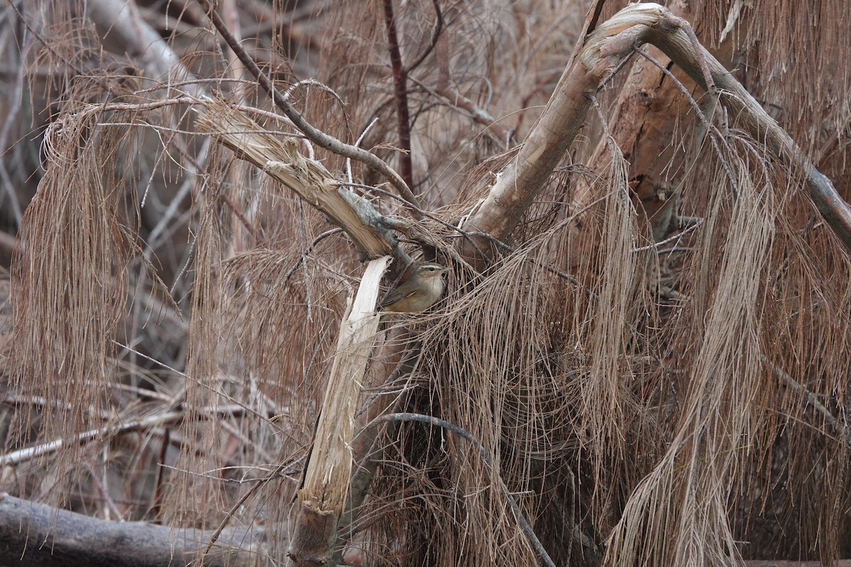 Dusky Warbler - ML645498073
