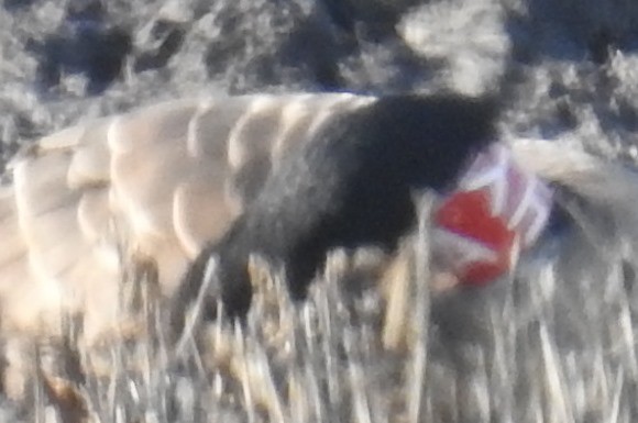 Canada Goose (occidentalis/fulva) - ML645498074